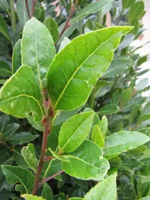 Bay Leaf 2