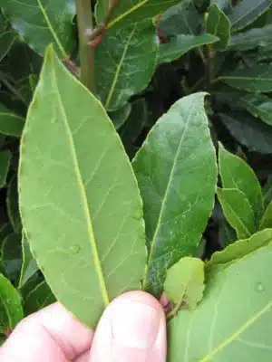 bay leaf