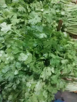 cilantro