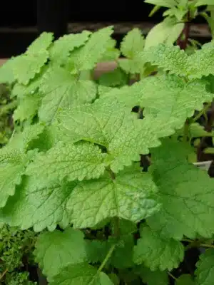 lemon balm health benefits