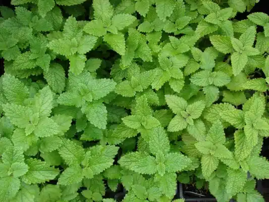 lemon balm