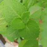 mexican mint