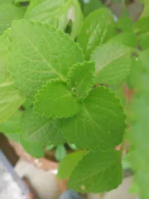 mexican mint