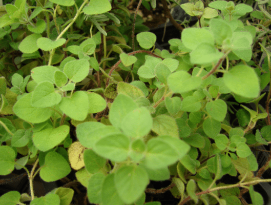 oregano health