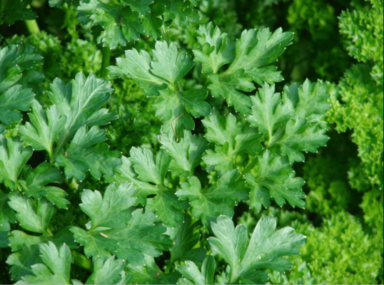 parsley health benefits