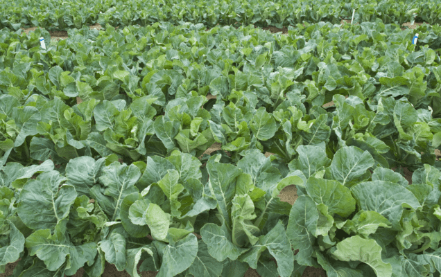 Cauliflower Leaves min