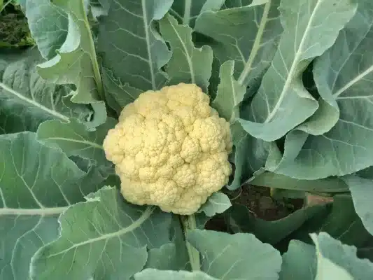 cauliflower 1 min