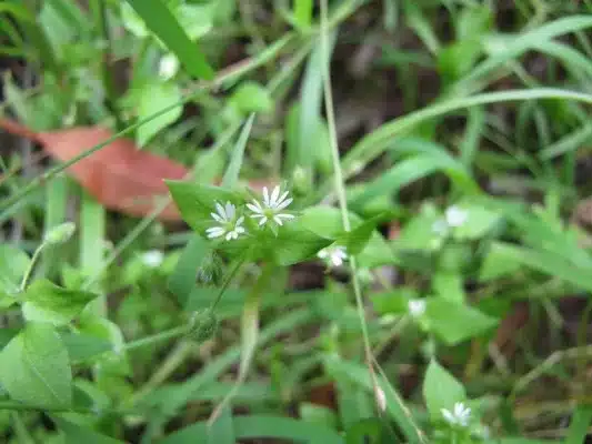 chickweed health benefits