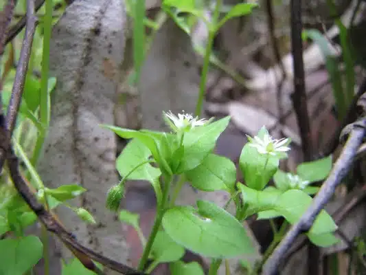 chickweed halthy nutrients