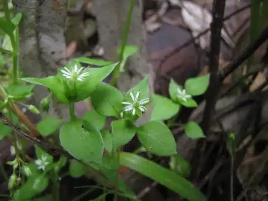 chickweed health benefits