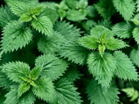 stinging nettle