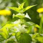 stinging nettle nutrients